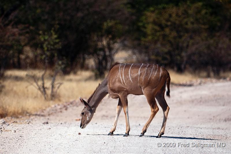 20090610_130837 D300 X1.jpg - They tend to avoid open areas.   This Kudu did not go to kindergarten